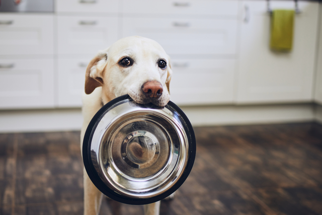 Aktuelle Futtertrends für Hunde: Nachhaltigkeit, Gesundheit und einfache Handhabung vereint